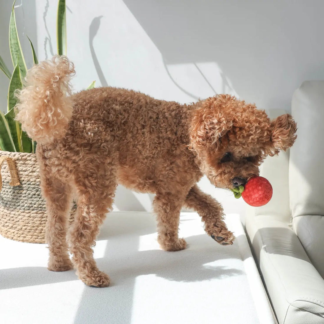 Puppy in huis