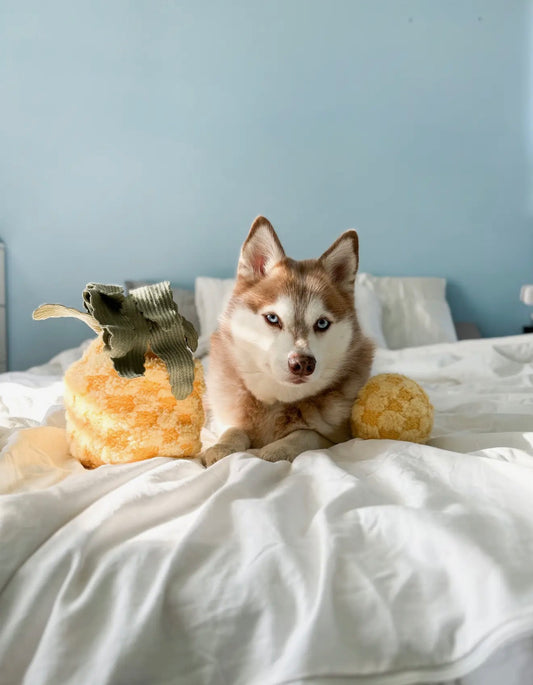 lambwolf enrichment pineapple