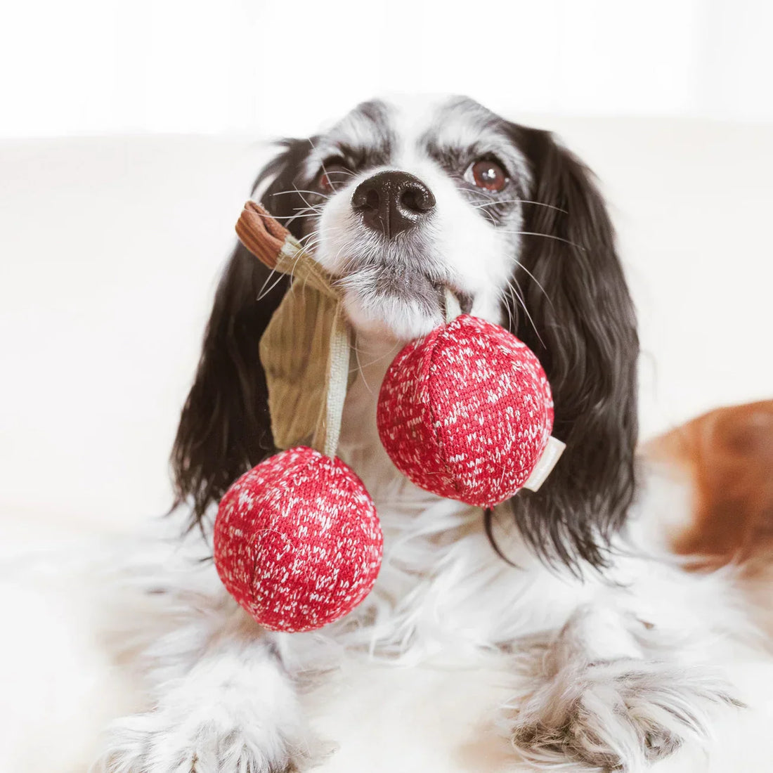 Wat is giftig voor mijn hond?