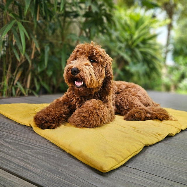 Op vakantie met hond - wat moet ik meenemen?