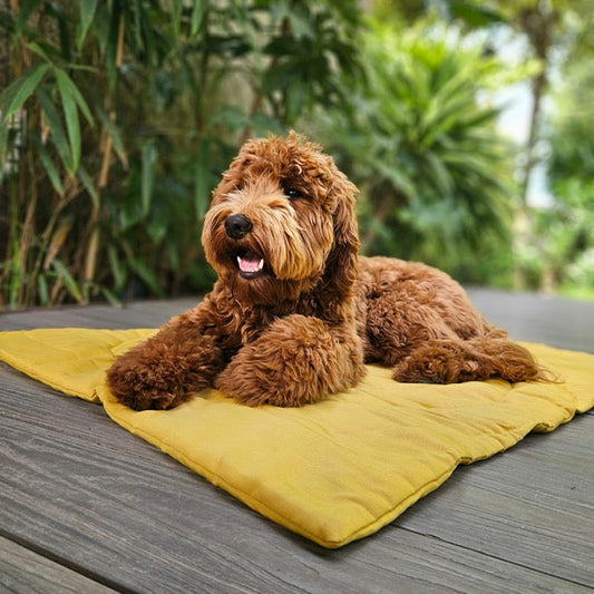Op vakantie met hond - wat moet ik meenemen?