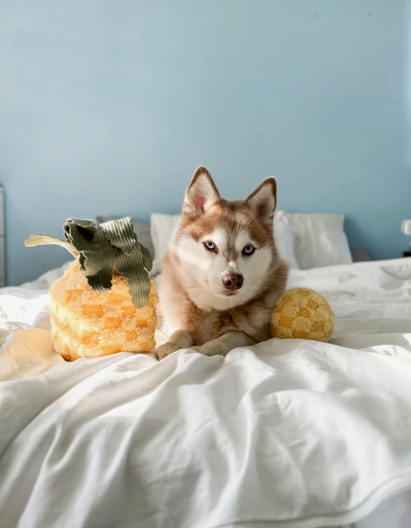 lambwolf enrichment pineapple