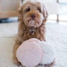 labradoodle enrichment