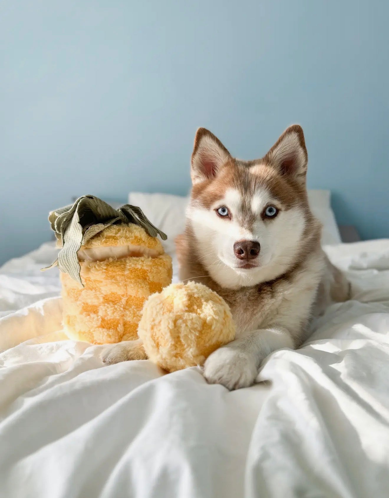 lambwolf enrichment pineapple