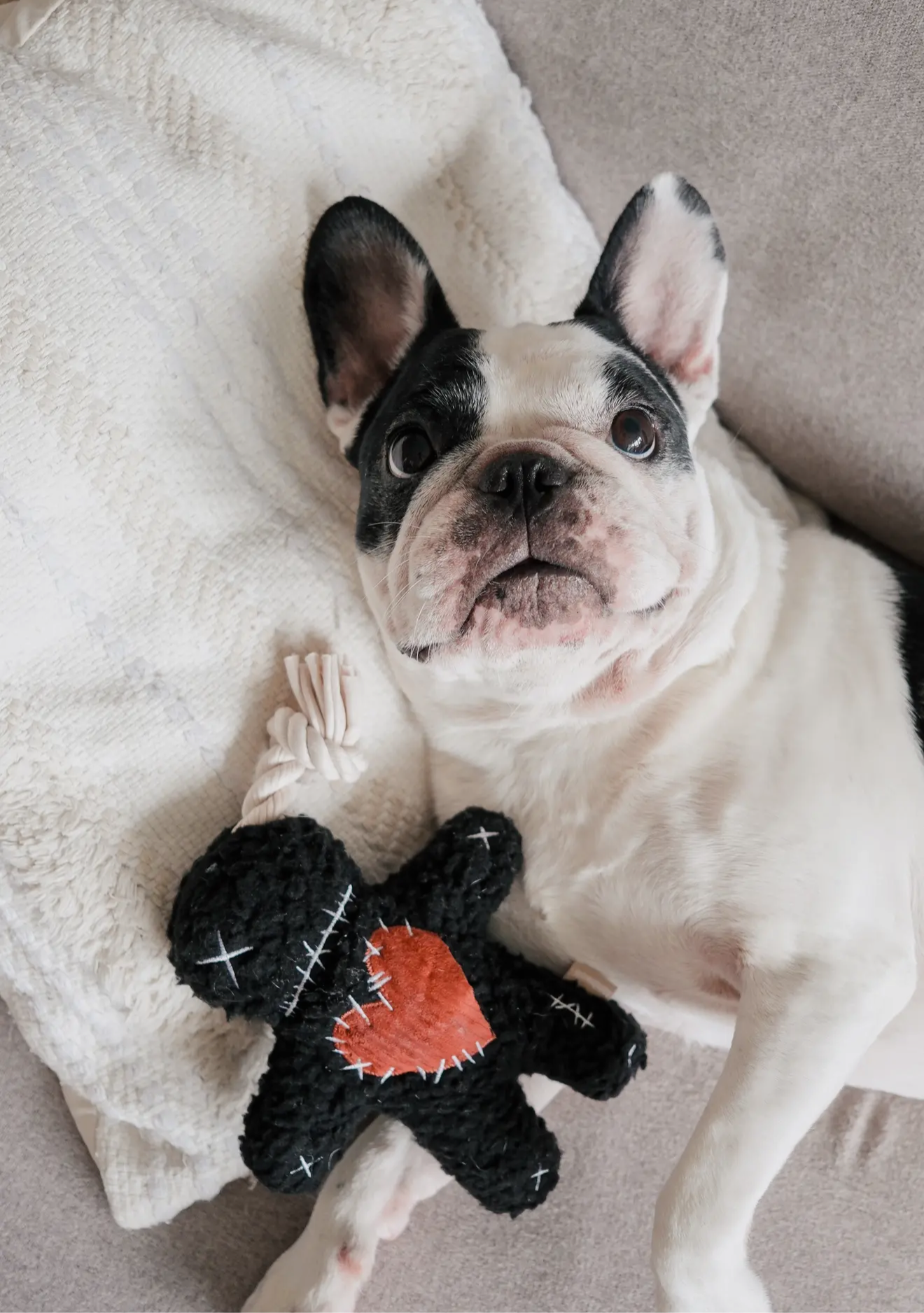 halloween dog toy lambwolf