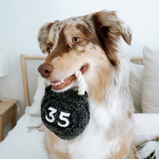 hond met hondenspeelgoed geschikt voor alle honden