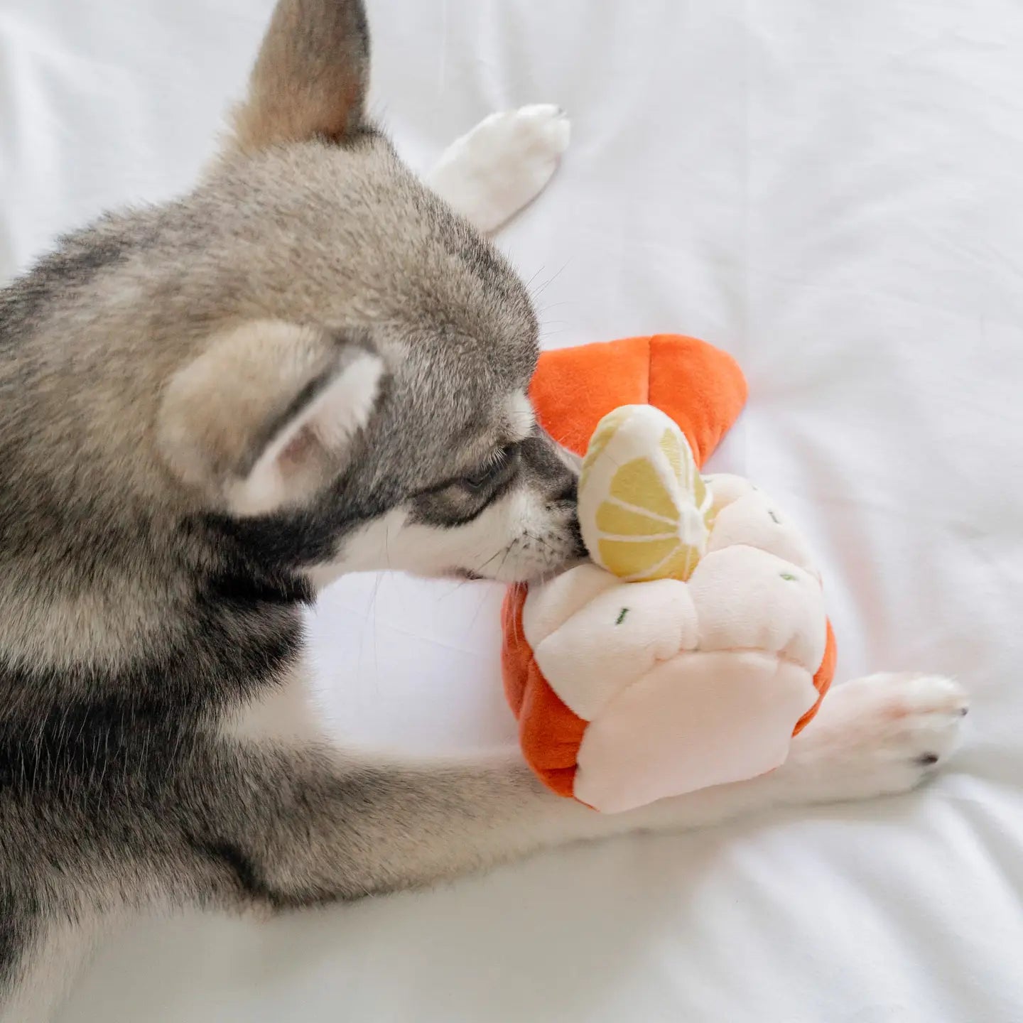 neuswerk voor honden intelligentie spel